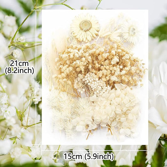 Vignee Real Dried Pressed Leaf Flowers-Multiple Colorful Pressed Flowers Daisies for Craft Resin Jewelry Making Art Craft DIY(White)