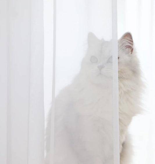 Window White Sheer Curtains 160 Inches Long 2 Panels Sheer White Curtains Basic Rod Pocket Panel for Bedroom Children Living Room Yard Kitchen (White, 52" W x 160" L | 2 pcs)
