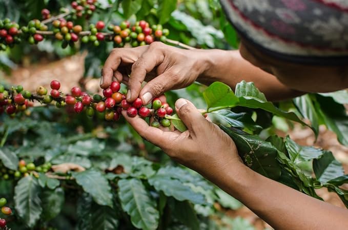 Sampler Variety Pack, Low Acid Organic Coffee Beans in Linen Gift Bag: Whole Bean, Mold-Free & Stomach Friendly, by Java Planet - Arabica Gourmet Coffee, 1.32 LBs of coffee packaged in six 3.2 oz bags