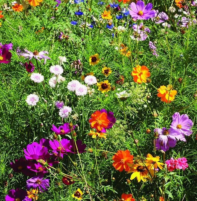 Pride - 25 Wildflower Packets for Planting - Celebrate Love & Show Your Pride - Garden Seeds to Grow Live Plants - Bentley Co.